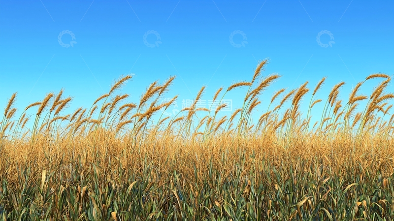 高清大图下载【趣麦麦图】金色麦田蓝天