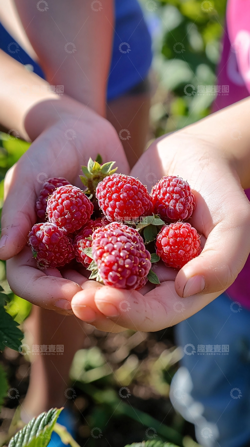 高清大图下载【趣麦麦图】孩子的手中捧着新鲜覆盆子