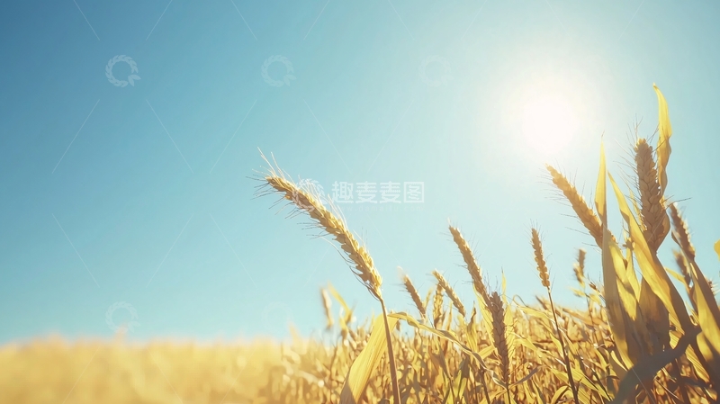 高清大图下载【趣麦麦图】阳光下的金黄麦田