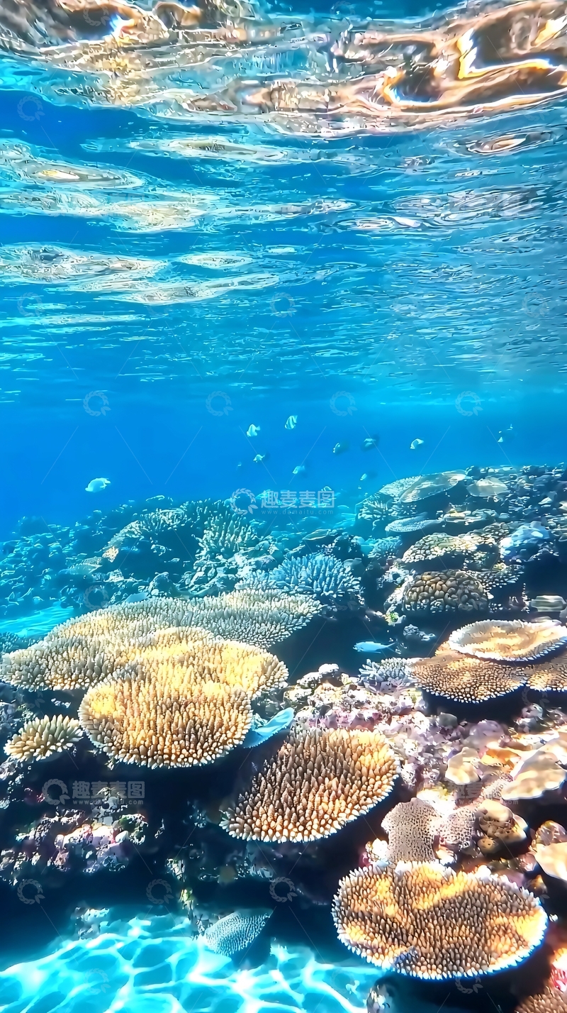 高清大图下载【趣麦麦图】清澈海水下的珊瑚礁
