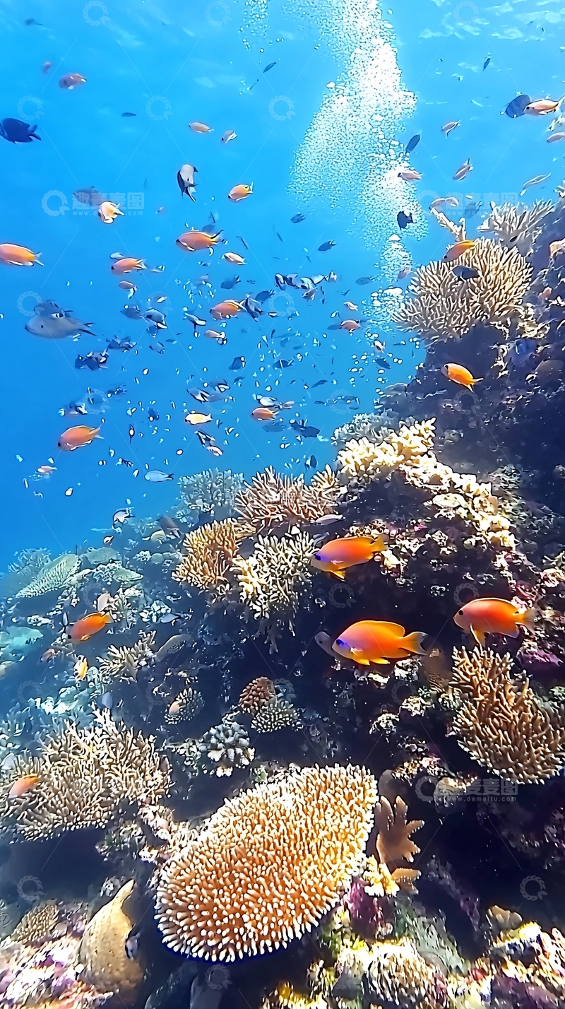 高清大图下载【趣麦麦图】珊瑚礁
