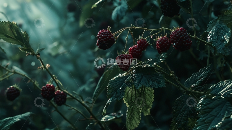 高清大图下载【趣麦麦图】暗色调树莓特写