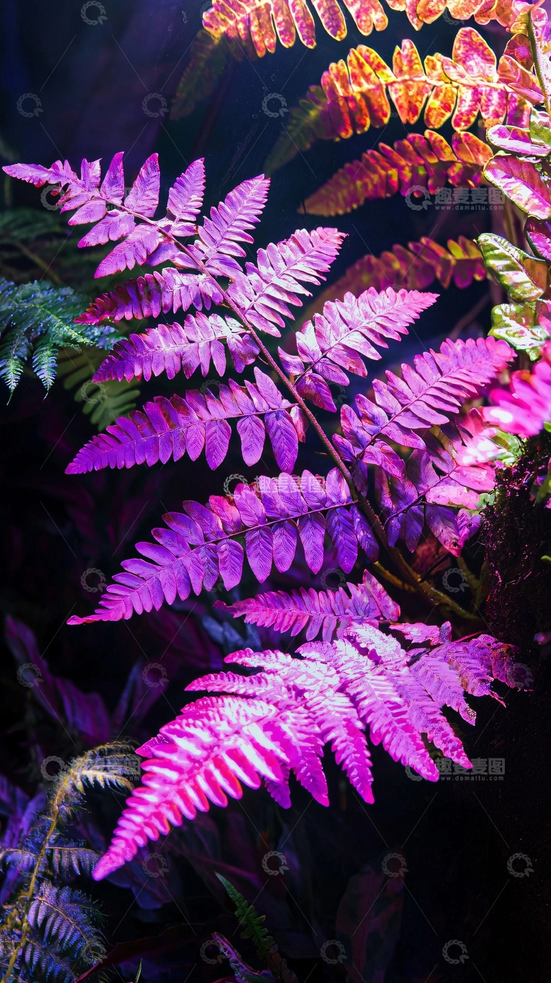 高清大图下载【趣麦麦图】紫色发光蕨类植物特写
