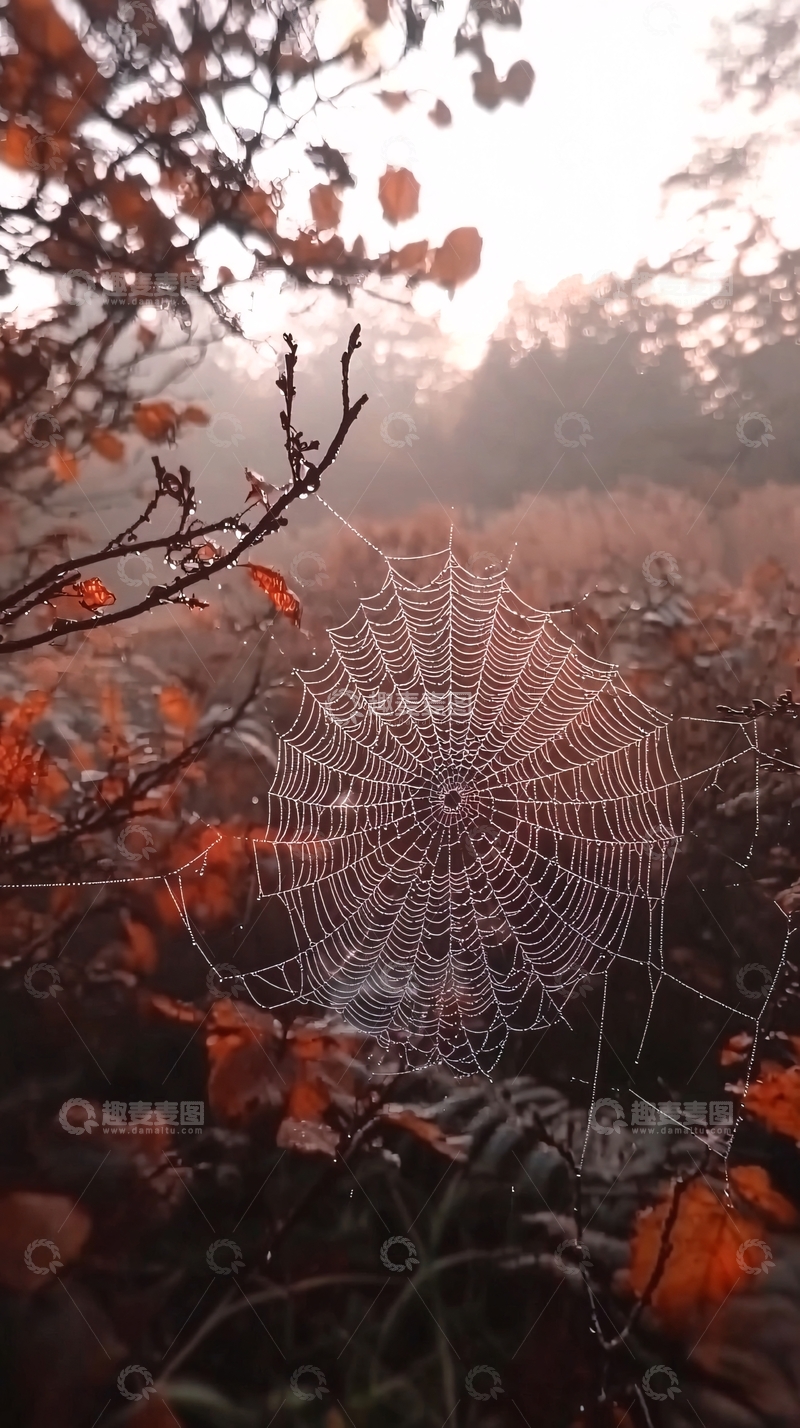高清大图下载【趣麦麦图】秋日清晨雾气中晶莹蜘蛛网