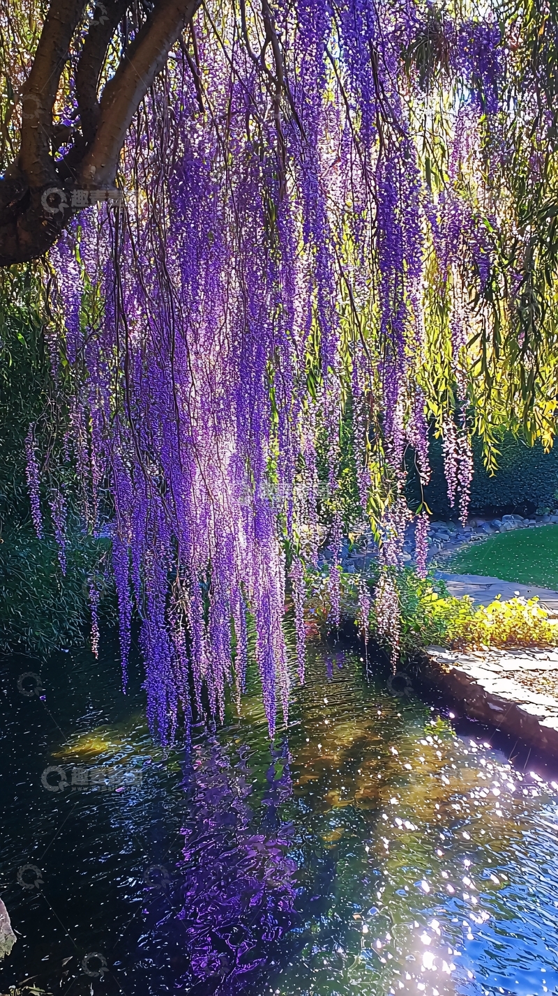 高清大图下载【趣麦麦图】紫藤花垂柳流水倒影