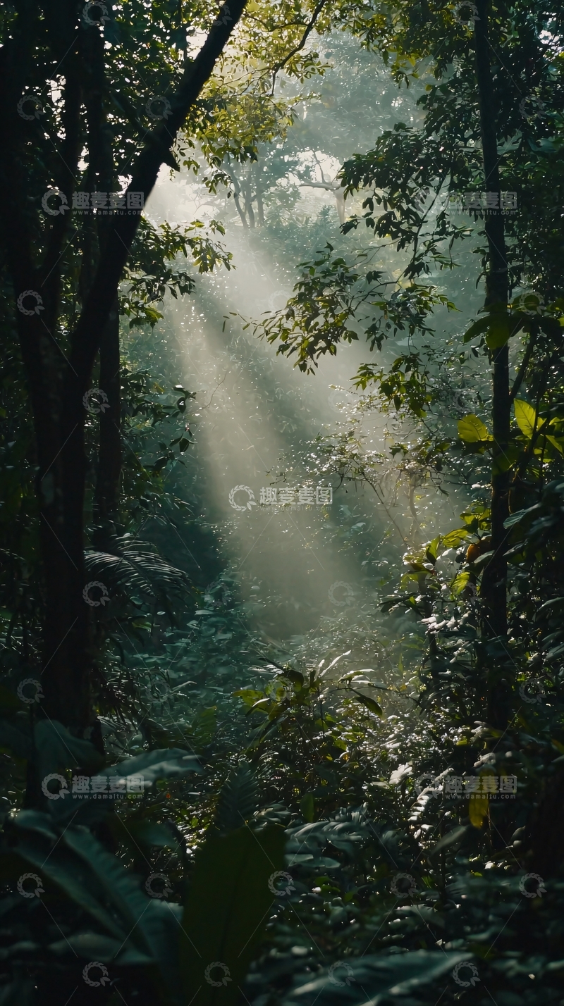 高清大图下载【趣麦麦图】森林光线
