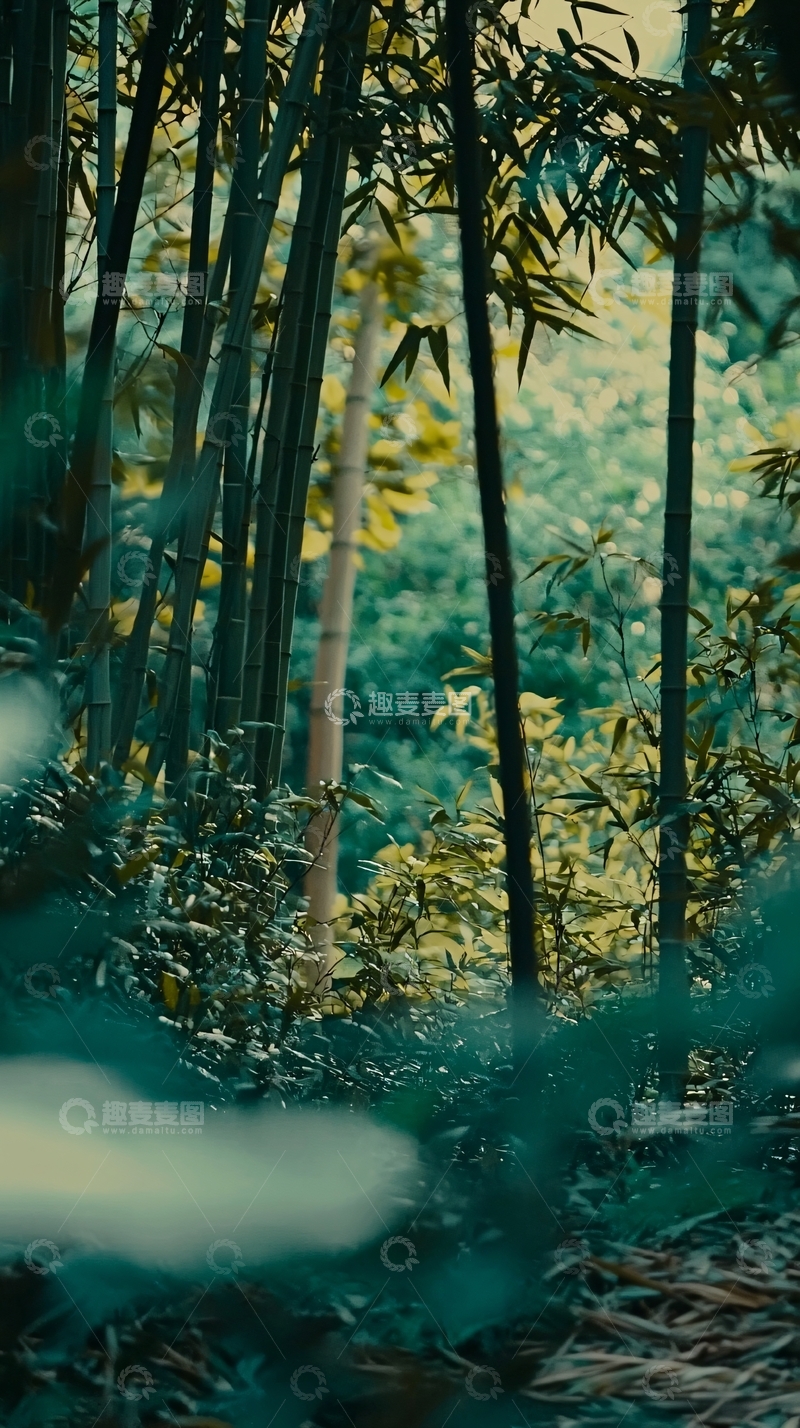 高清大图下载【趣麦麦图】翠竹林荫深处