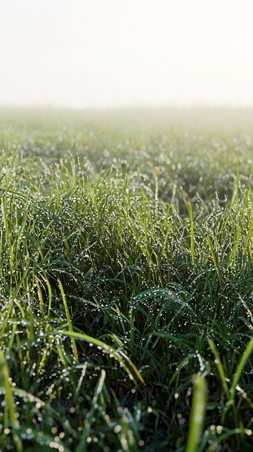 清晨雾气中沾满露珠的青草