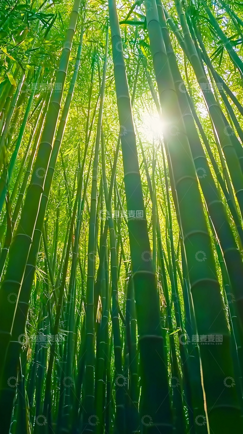 高清大图下载【趣麦麦图】阳光透过竹林