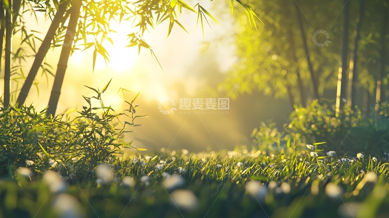 高清大图下载【趣麦麦图】清晨竹林阳光