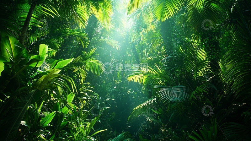 高清大图下载【趣麦麦图】热带雨林深处光线透过树叶