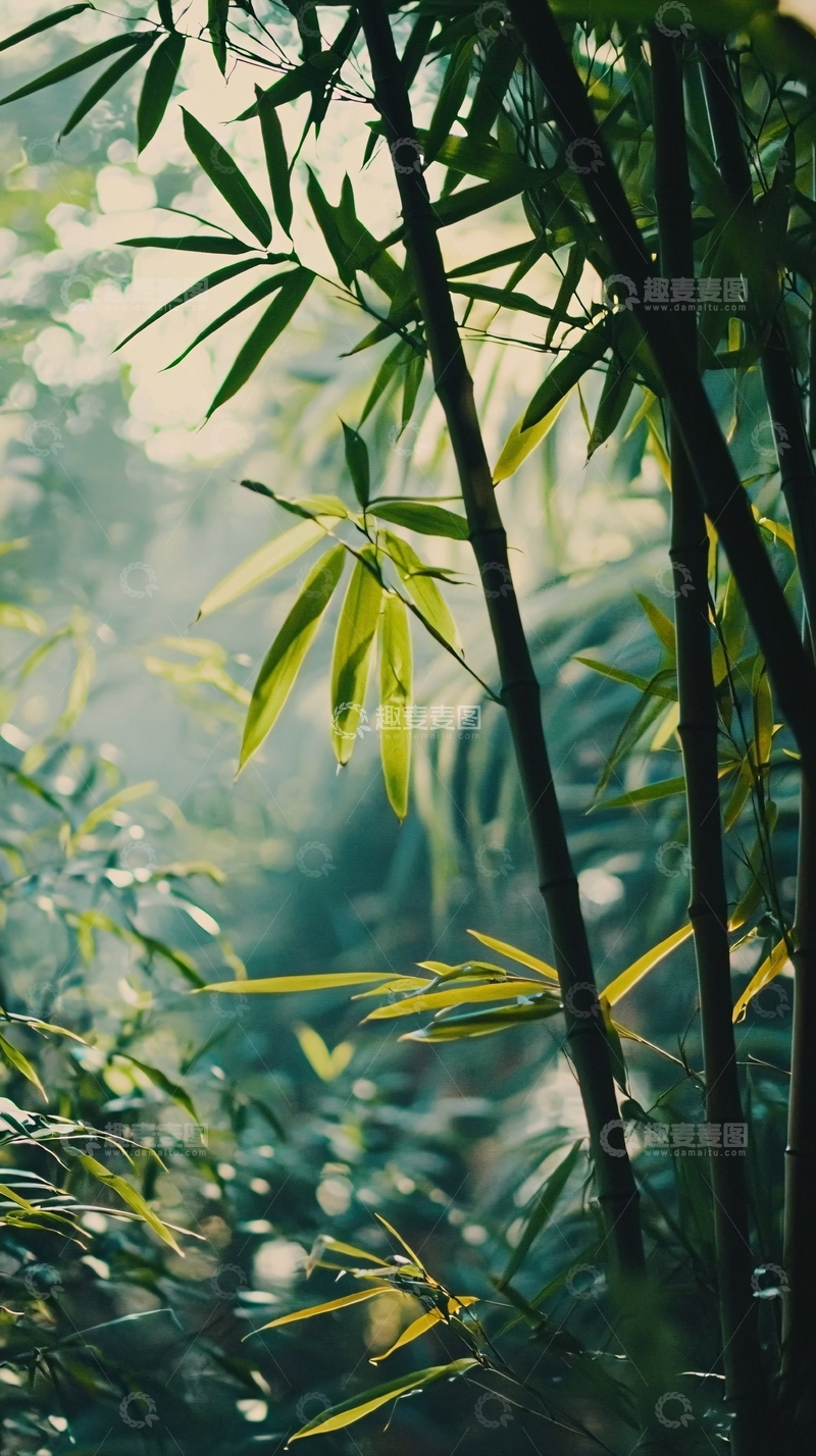 高清大图下载【趣麦麦图】竹林深处朦胧光影