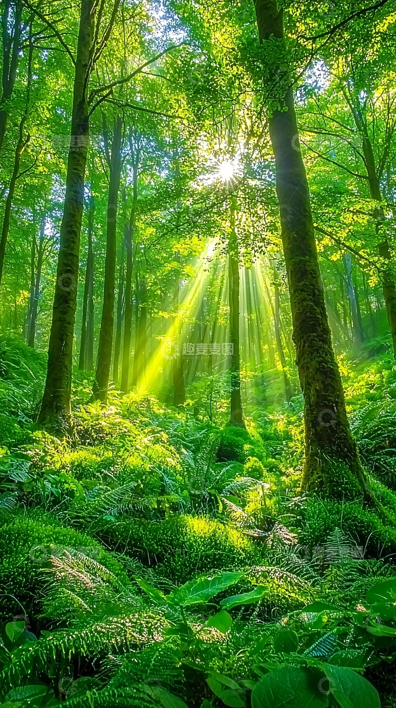 高清大图下载【趣麦麦图】阳光森林