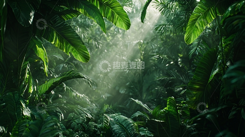 高清大图下载【趣麦麦图】热带雨林深处阳光洒落