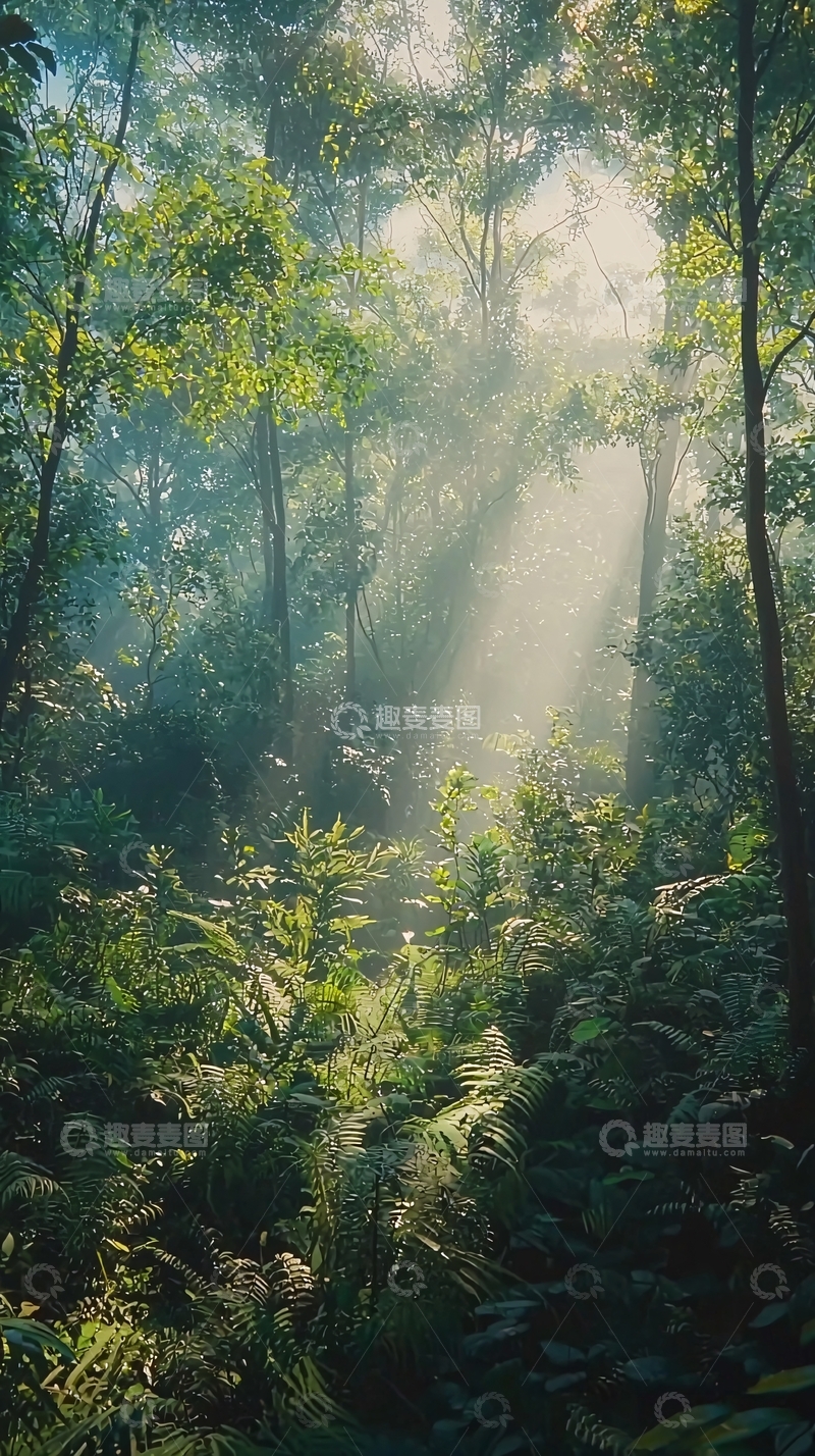 高清大图下载【趣麦麦图】阳光透过树林