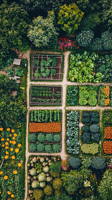 俯瞰式花园蔬菜种植
