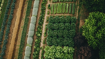俯瞰式农田蔬菜种植