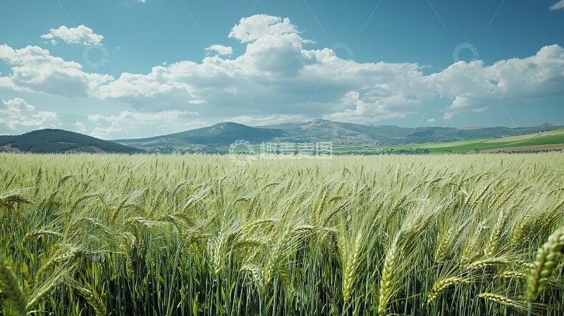 高清大图下载【趣麦麦图】阳光明媚下的麦田风光