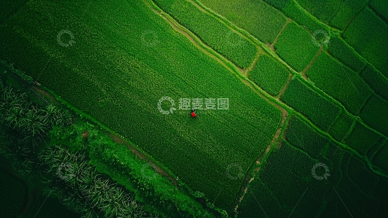 高清大图下载【趣麦麦图】俯瞰绿色梯田稻田