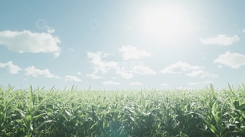 高清大图下载【趣麦麦图】阳光明媚下的绿色玉米田