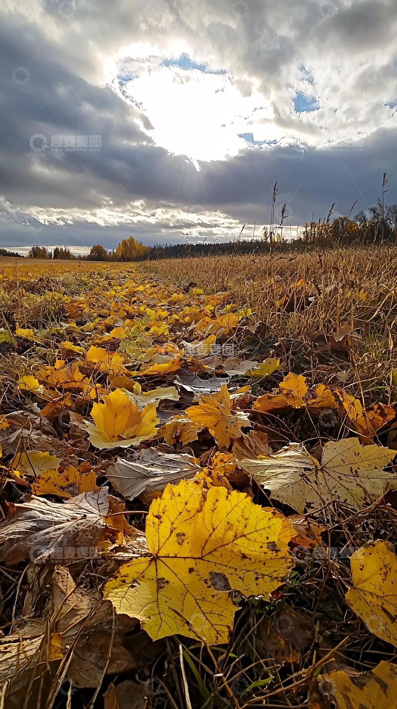 高清大图下载【趣麦麦图】秋日田野落叶景象