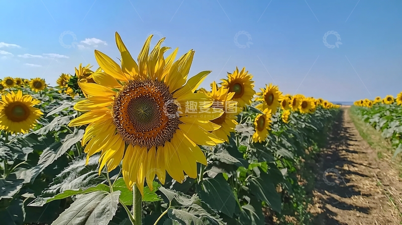 高清大图下载【趣麦麦图】向日葵田园风光