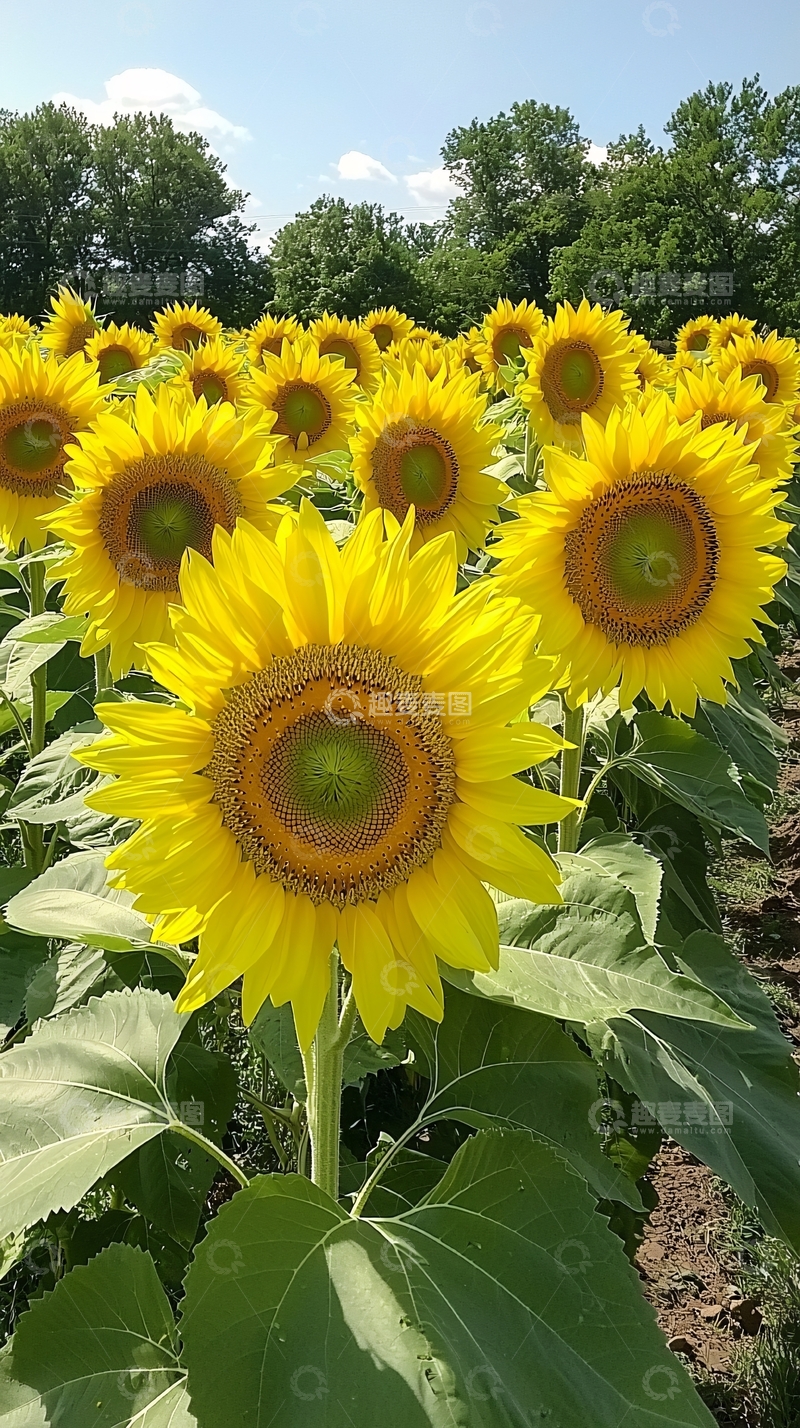 高清大图下载【趣麦麦图】向日葵花田