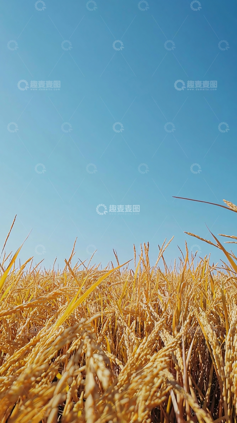 高清大图下载【趣麦麦图】金黄稻田蓝天白云