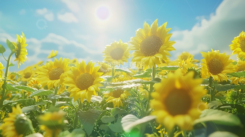 高清大图下载【趣麦麦图】向日葵花田阳光明媚