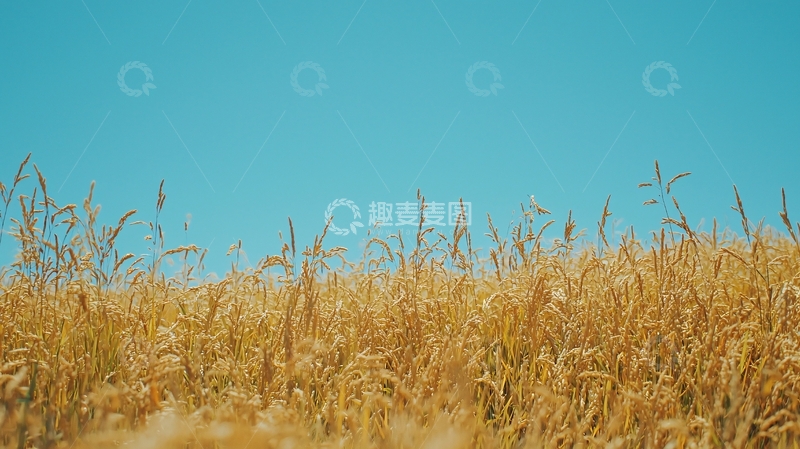 高清大图下载【趣麦麦图】金黄麦田蓝天背景