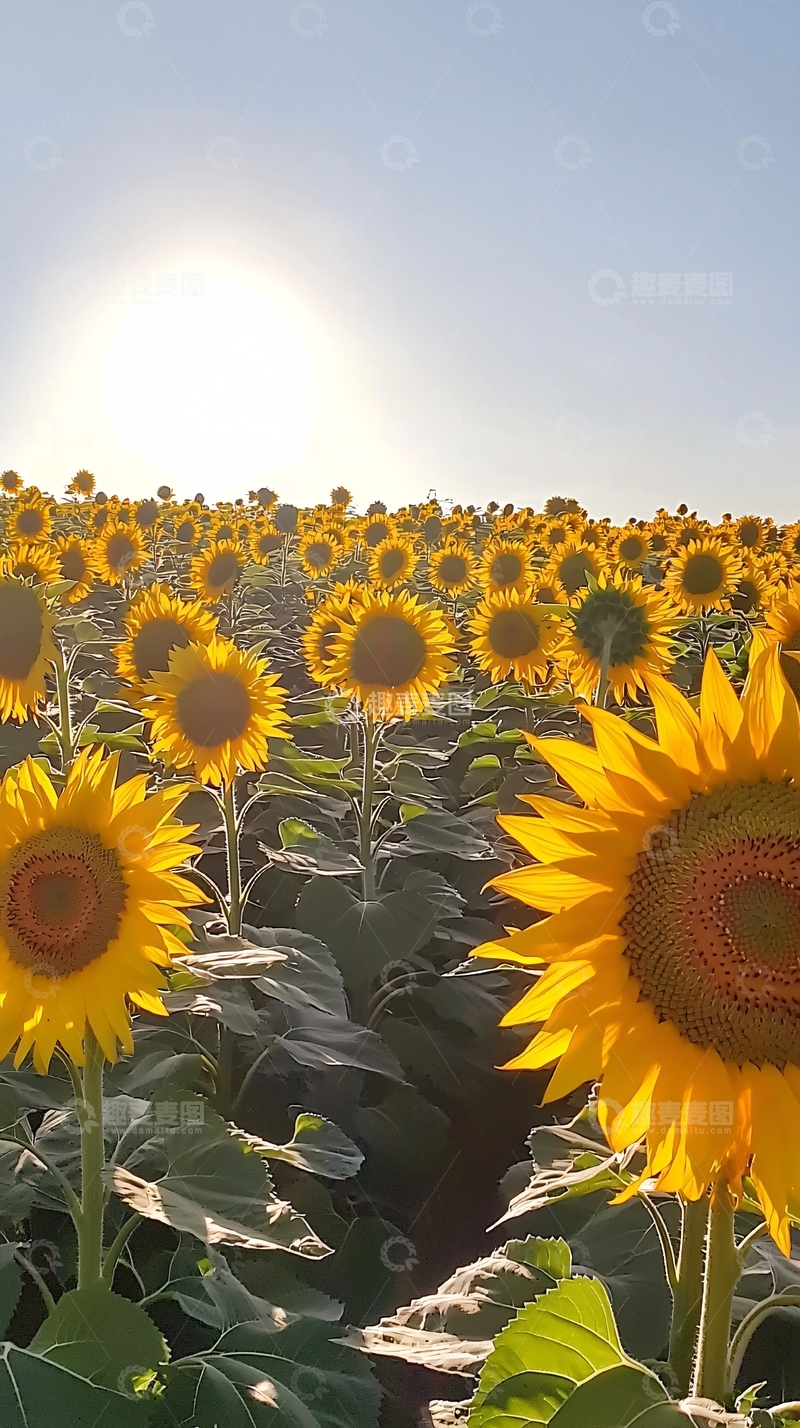 高清大图下载【趣麦麦图】向日葵花海日出