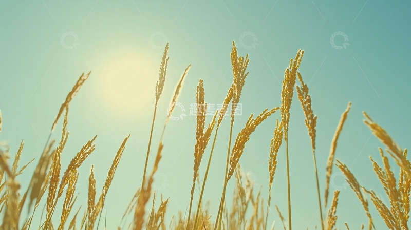 高清大图下载【趣麦麦图】阳光下金黄的草地