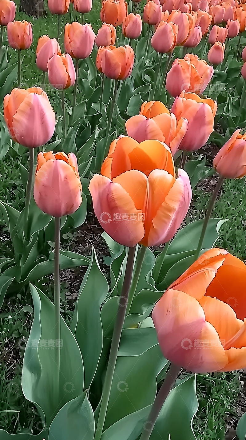 高清大图下载【趣麦麦图】一片橙色郁金香花田