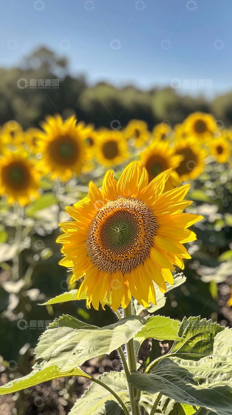 高清大图下载【趣麦麦图】向日葵田野