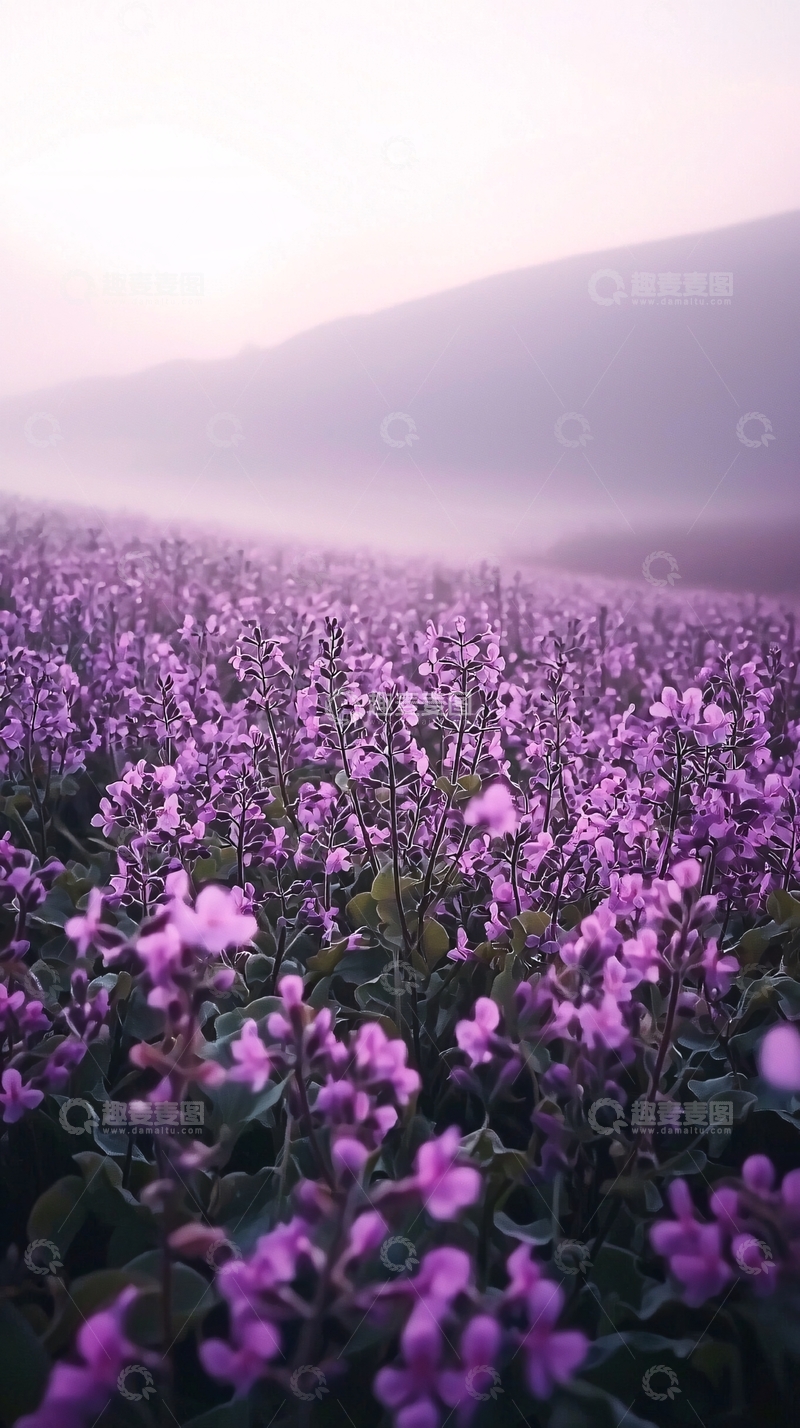高清大图下载【趣麦麦图】雾气紫花田野