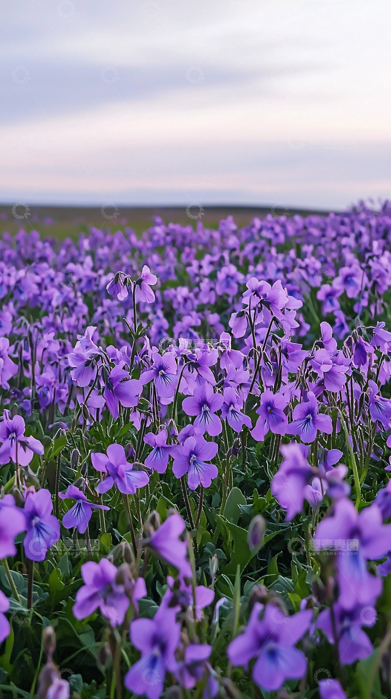 高清大图下载【趣麦麦图】紫色花海8