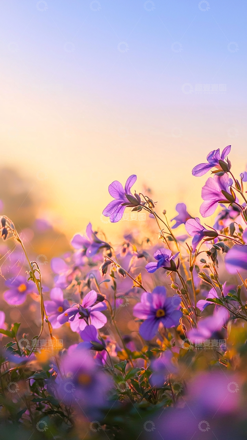 高清大图下载【趣麦麦图】日出时分的紫色花田