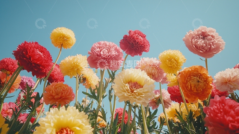 高清大图下载【趣麦麦图】蓝天下的五彩缤纷的鲜花