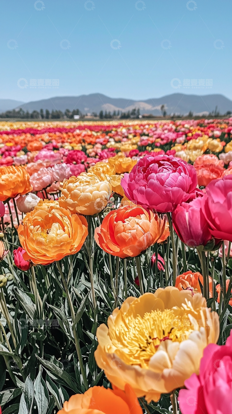高清大图下载【趣麦麦图】彩色花田