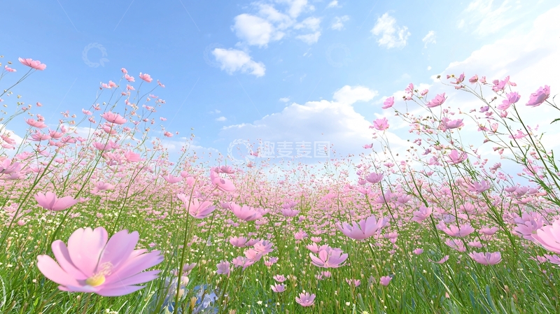 高清大图下载【趣麦麦图】粉红色波斯菊花海蓝天白云