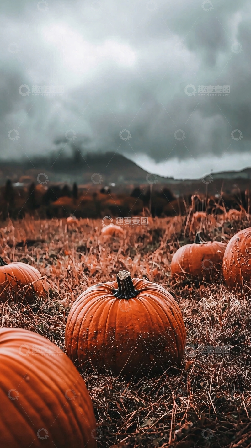 高清大图下载【趣麦麦图】南瓜地