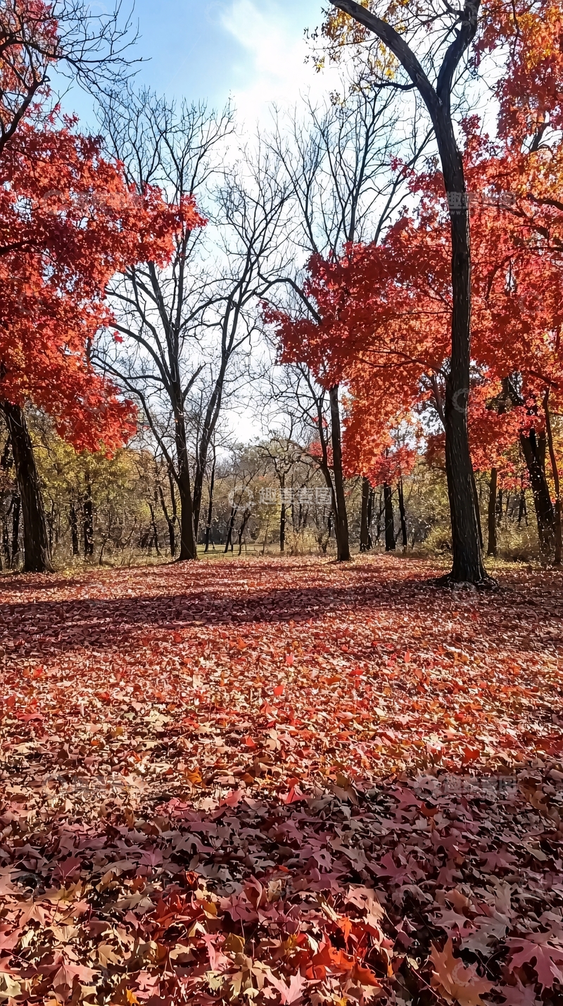 高清大图下载【趣麦麦图】秋日红叶林间小路