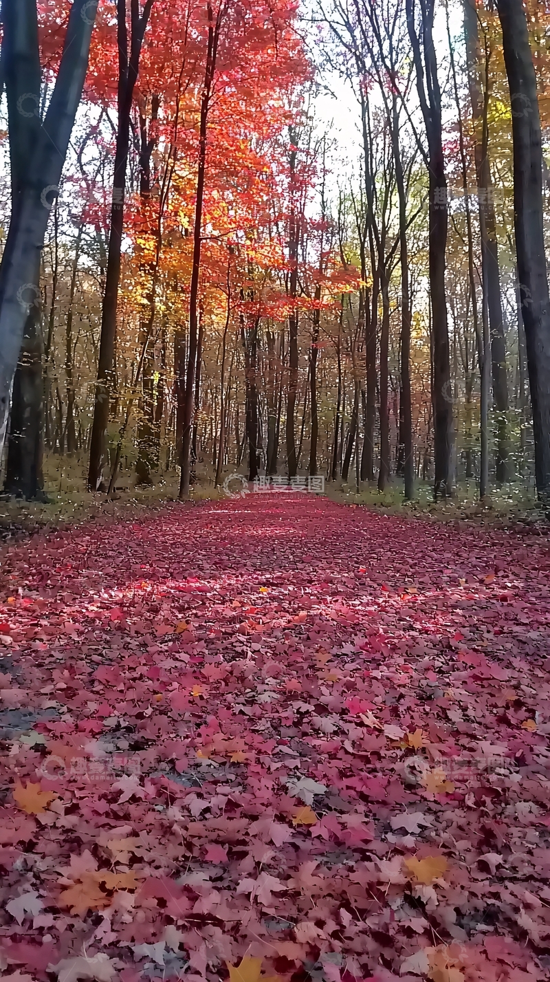 高清大图下载【趣麦麦图】秋日红叶林中小路
