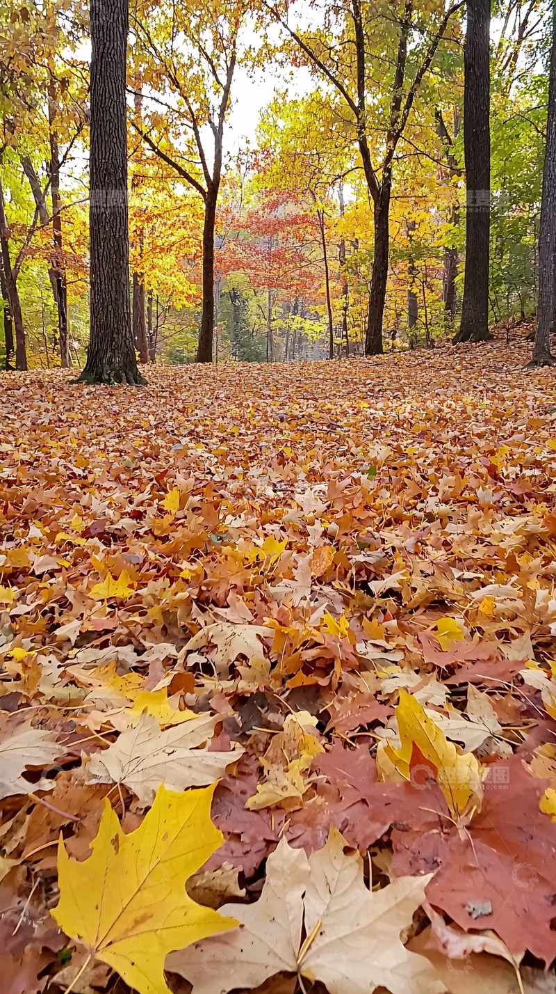 高清大图下载【趣麦麦图】秋日落叶铺满小路