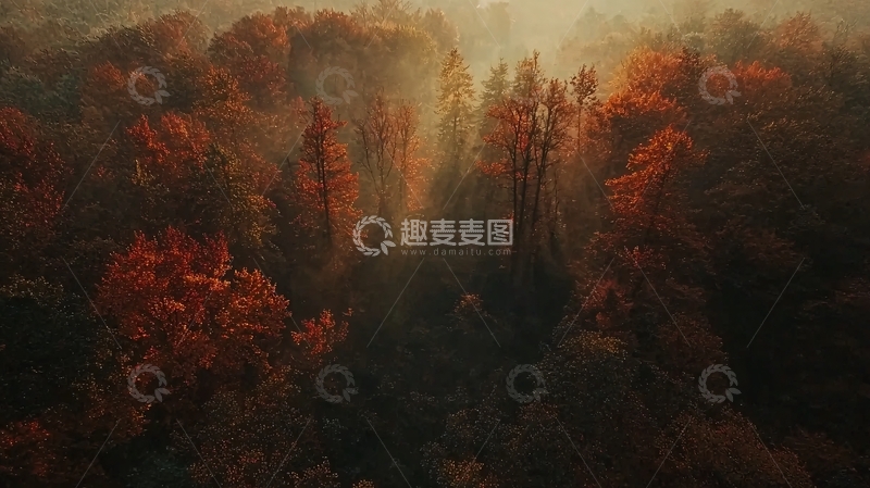 高清大图下载【趣麦麦图】秋日森林雾气笼罩