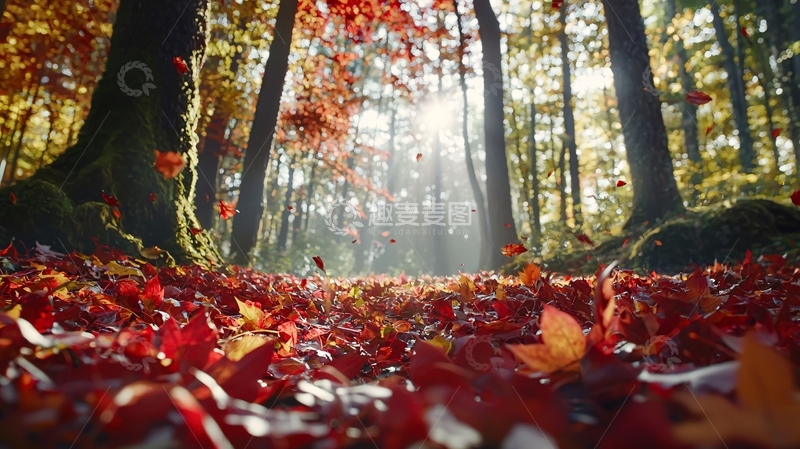 高清大图下载【趣麦麦图】秋日森林落叶地