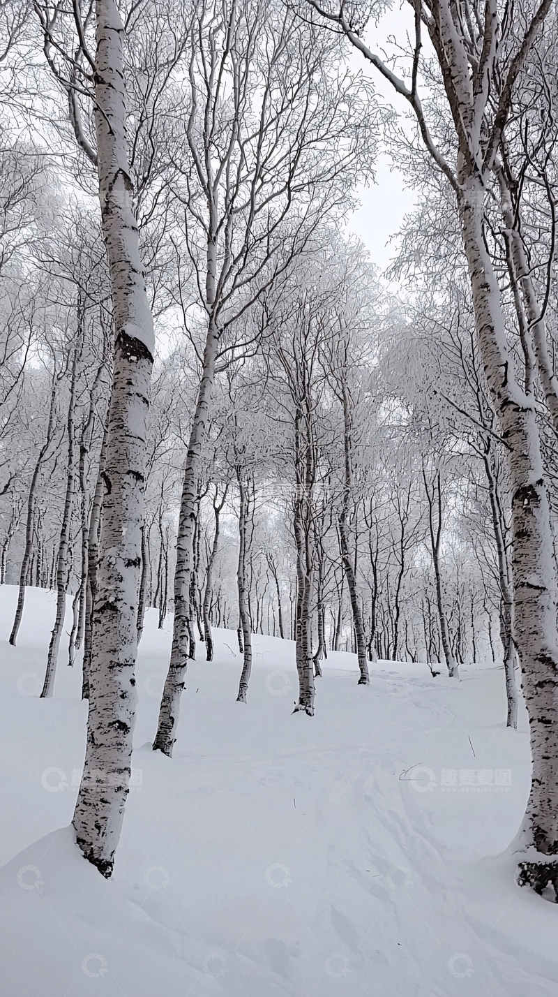 高清大图下载【趣麦麦图】白雪皑皑的桦树林