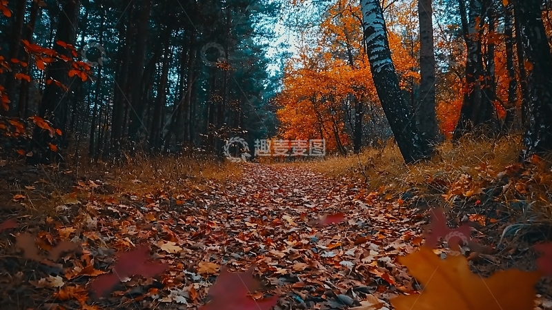 高清大图下载【趣麦麦图】秋日森林小路落叶