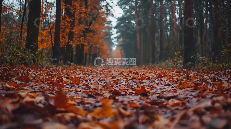 高清大图下载【趣麦麦图】秋日森林小路落叶