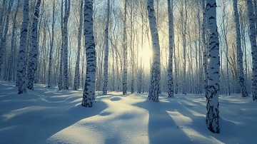 冬日白桦林雪景